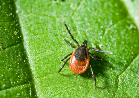 tick-closeup